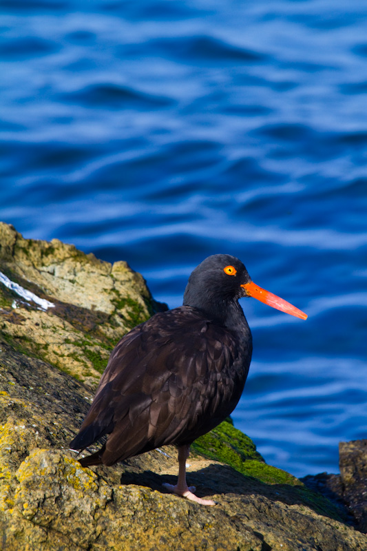 Black Oystercatcher